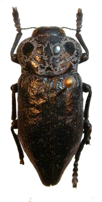 سوسک طوقه خوار پسته